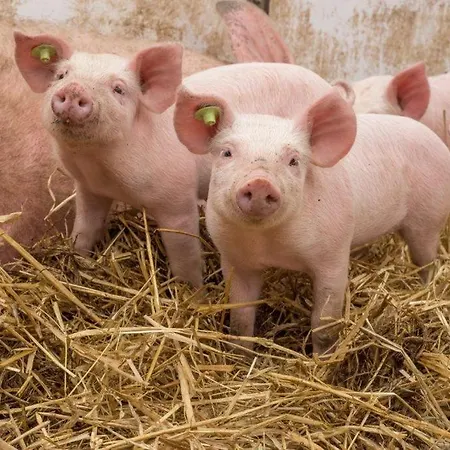 Bergpanorama Apartment Flachau