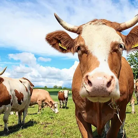 Bergpanorama * Flachau