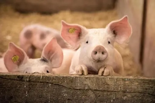 Bergpanorama Flachau