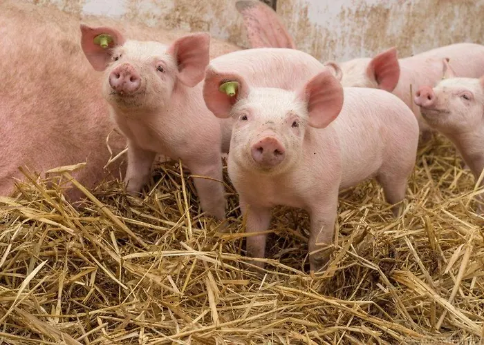 Bergpanorama Apartament Flachau