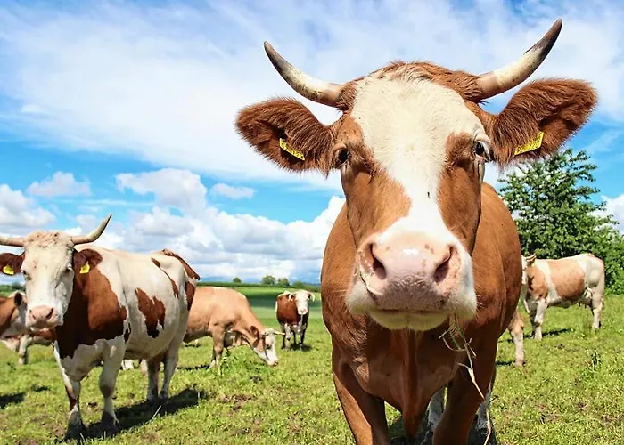 Bergpanorama * Flachau